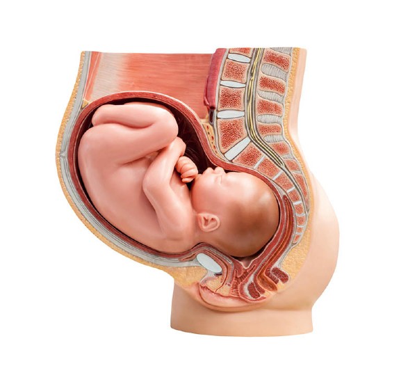 Uterus-Schwangershaft-Modell